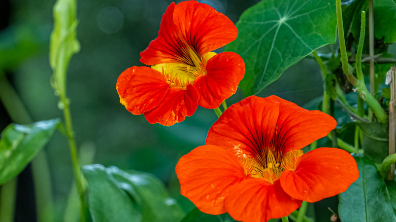 Orange nasturtium blossoms grow in the sun on a healthy plant.