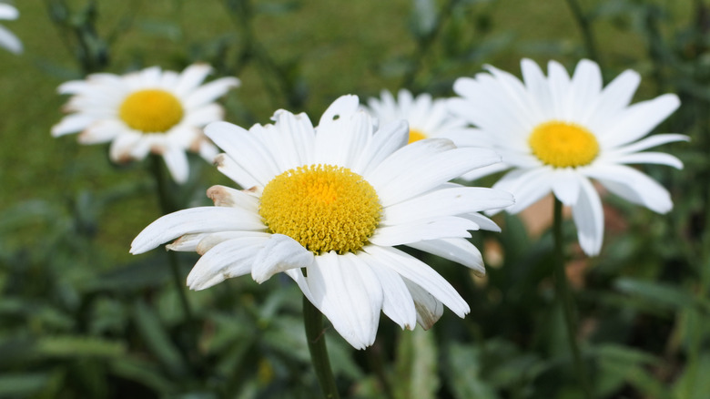 White and yellow shasta daisies grow in a garden.
