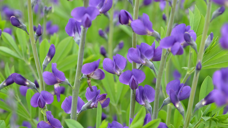 Bluish purple wild indigo grows in a garden.