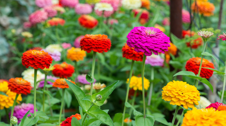 Multicolored zinnia blossoms grow in the sun.