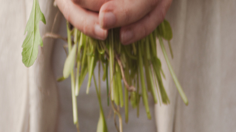 Hands holding fresh bunch of arugula