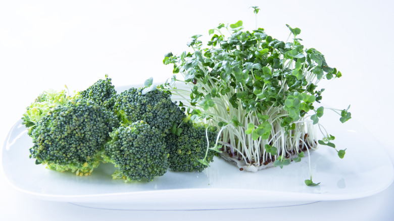 Broccoli and broccoli sprouts