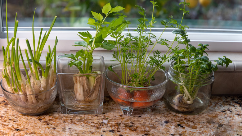 Glass jars with plants including carrot greens growing