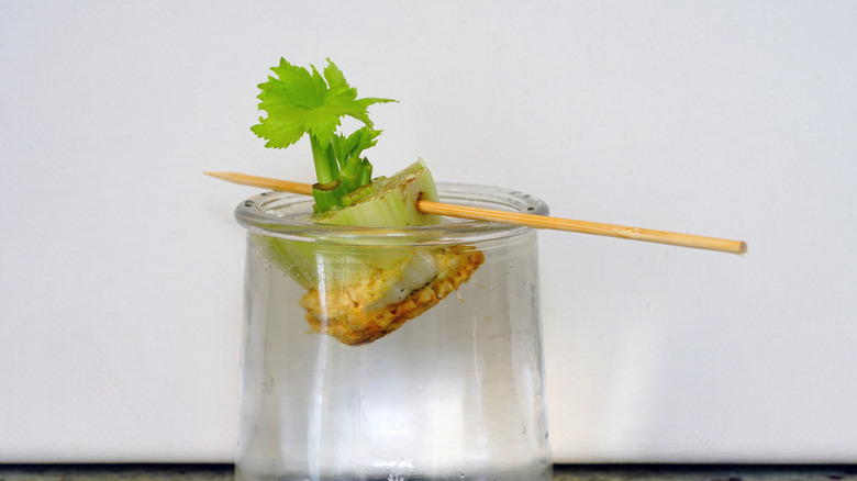 Regrowing celery in glass jar