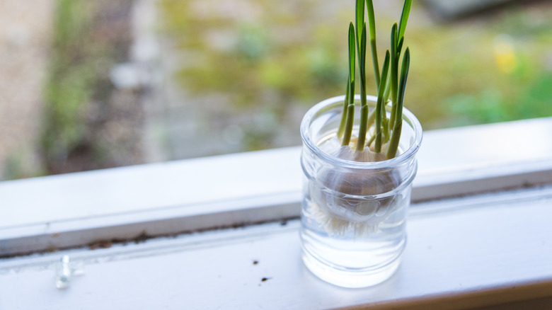 Growing garlic in glass jar