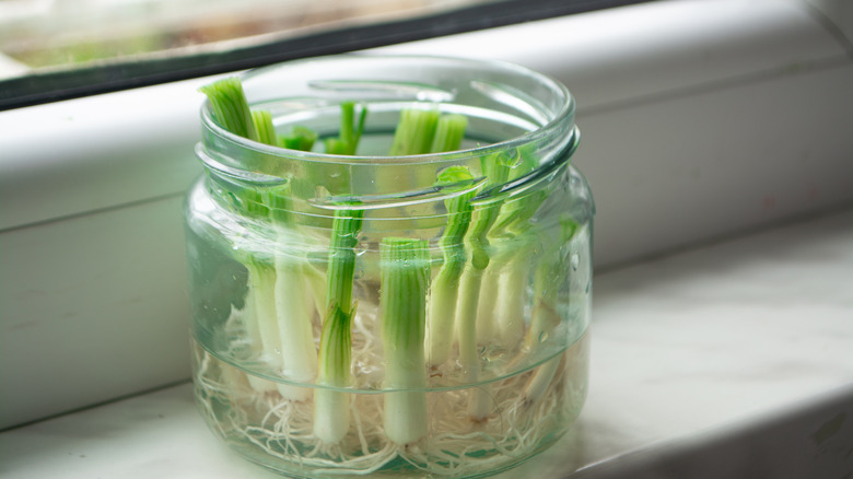 Scallions growing in glass jar