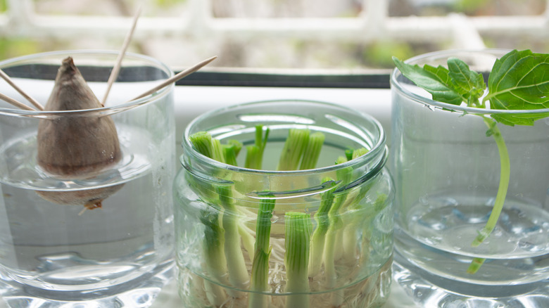 Different veggies growing in glass jars of water