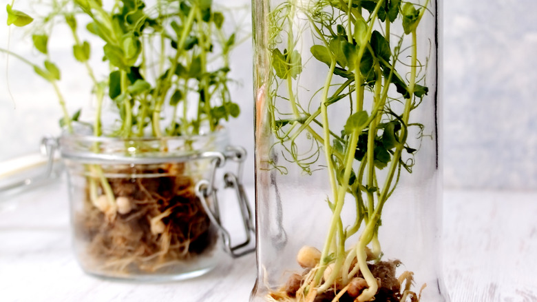 Pea sprouts growing in glass jars