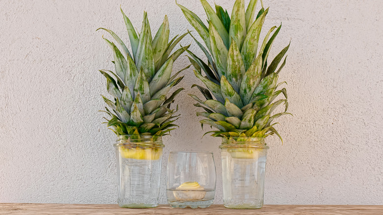 Pineapple plants growing in glass jars