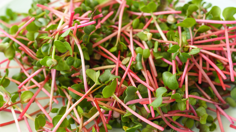 Radish sprouts up close