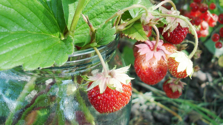 Strawberries growing from glass jar