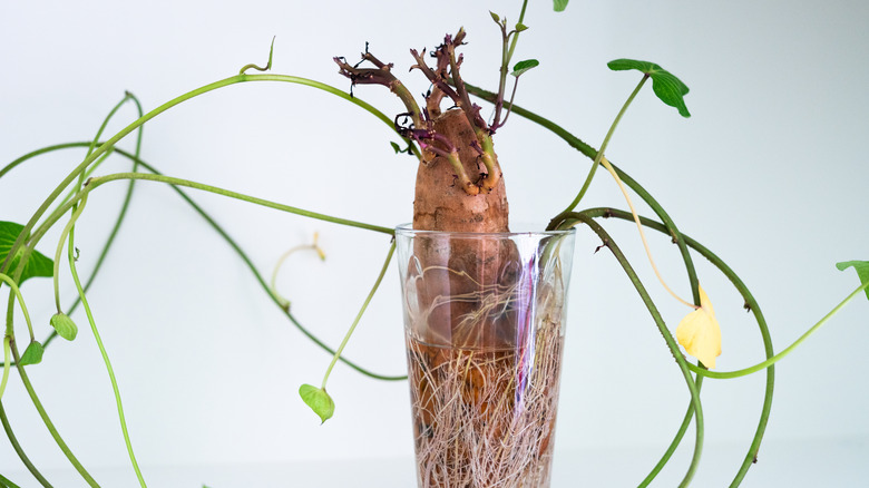 Sweet potato sprouting in glass jar