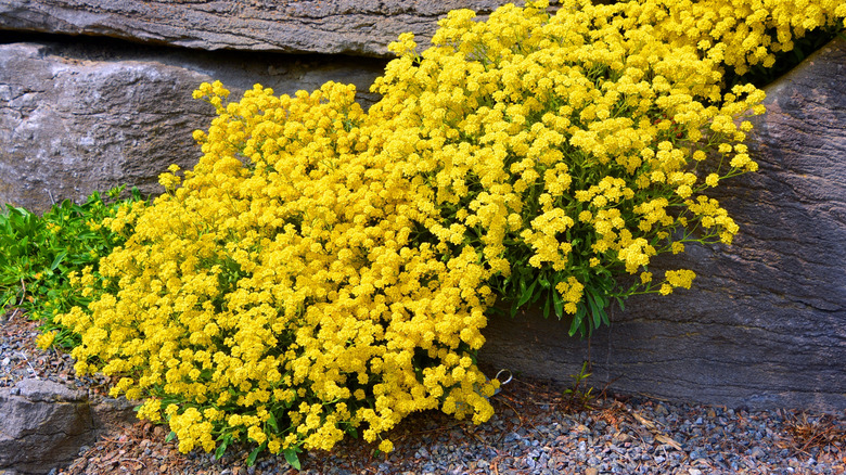 a cascade of tiny yellow flowers from a basket-of-gold growing among rocks