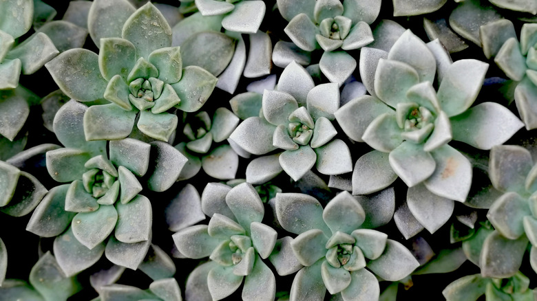 the greeny-gray rosettes of a graptopetalum