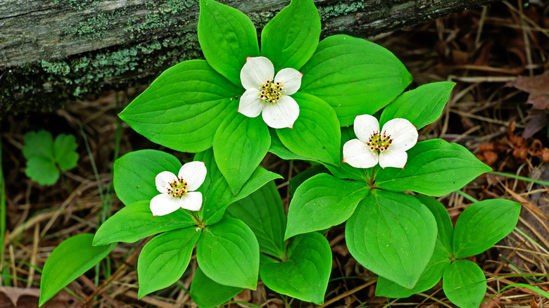 white bunchberry flowers and its fresh green leaves