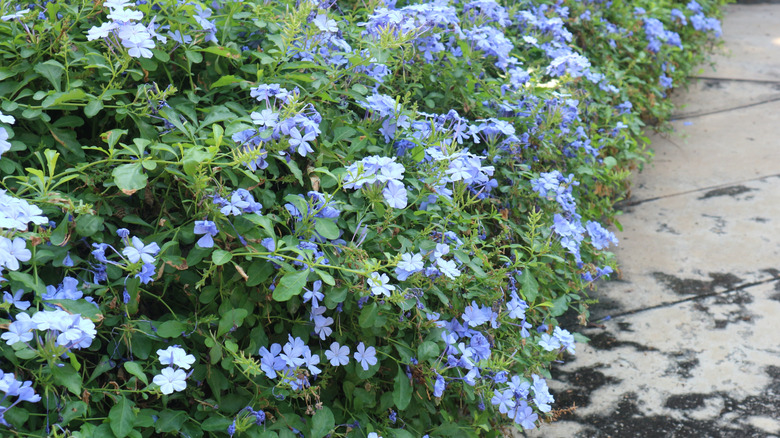 striking blue flowers of the Cape leadwort growing alongside a path