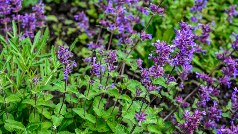 the tall spikes of purple blooms, offset against green leaves of the catmint 'Walkers Low'