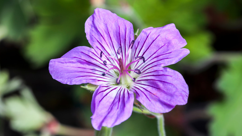 papery purple and white flower of the cranesbill with it's distinctive deep purple stripes