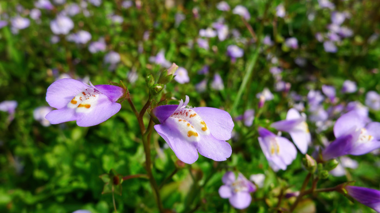 delicate patterns on the purple flowers of the creeping mazus plant