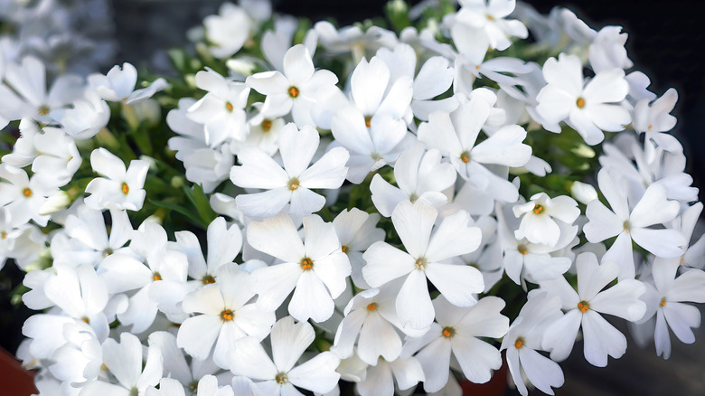 the striking pure white flowers of the creeping phlox 'Snowflake'