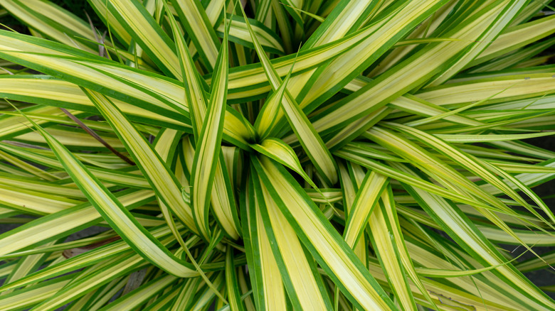 striking two-toned leaves of the variegated lily turf 'Gold Band'