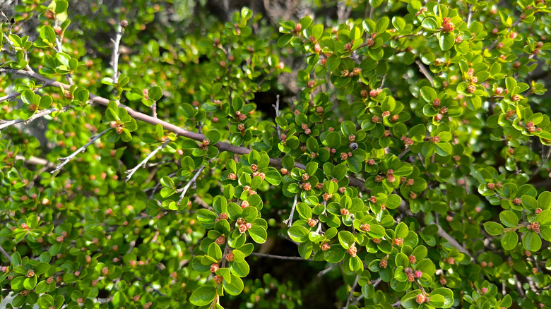 bright green, glossy leaves and miniature flowers of the rock cotoneaster