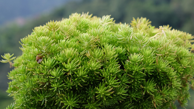 soft, spikey leaves of the stonecrop 'Angelina' growing in a pot