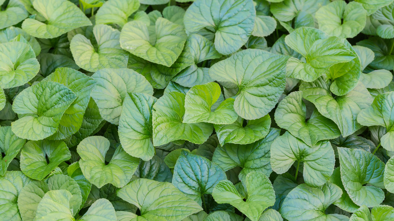 the glossy, uniquely shaped leaves of the English ivy