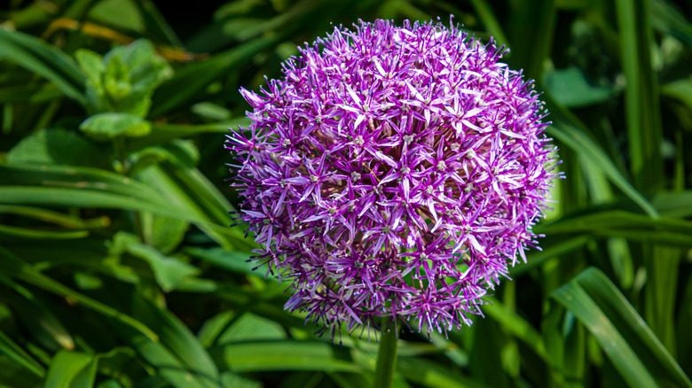 A purple allium grows in a garden.