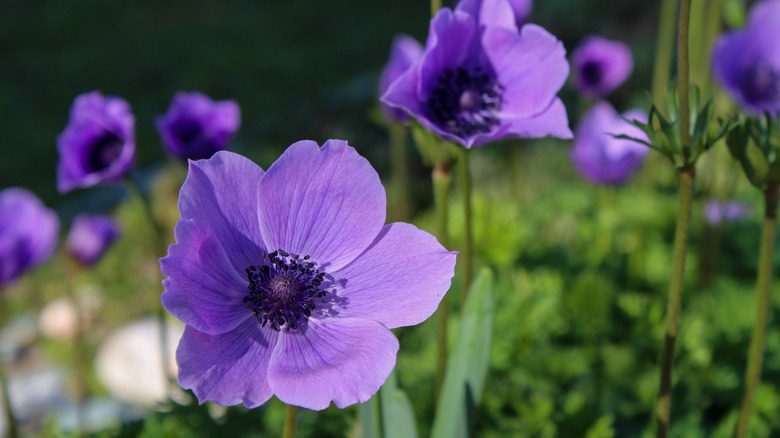 Purple anemones grow in a garden.