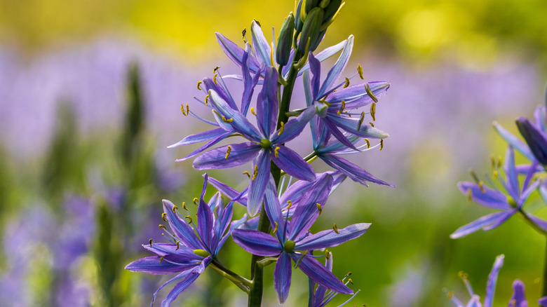 Purple camassias grow in a garden.