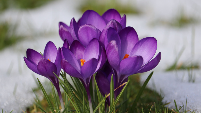 Purple crocuses grow in a garden.
