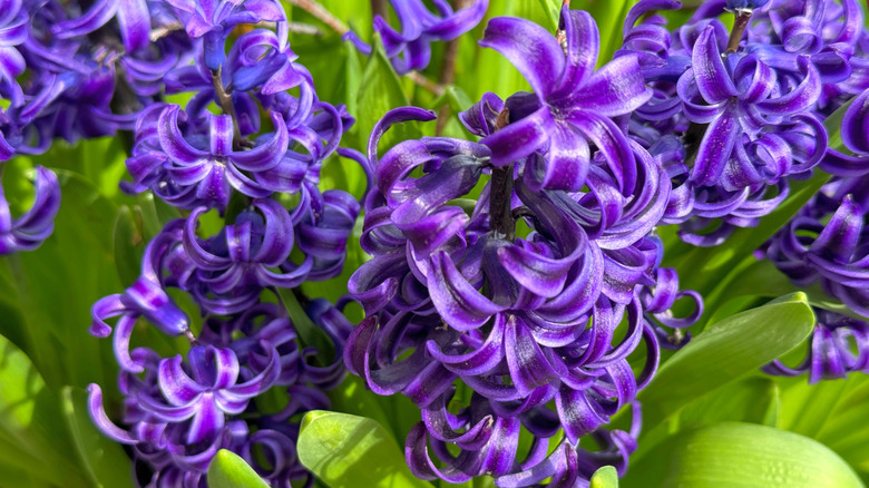 Purple hyacinths grow in a garden.