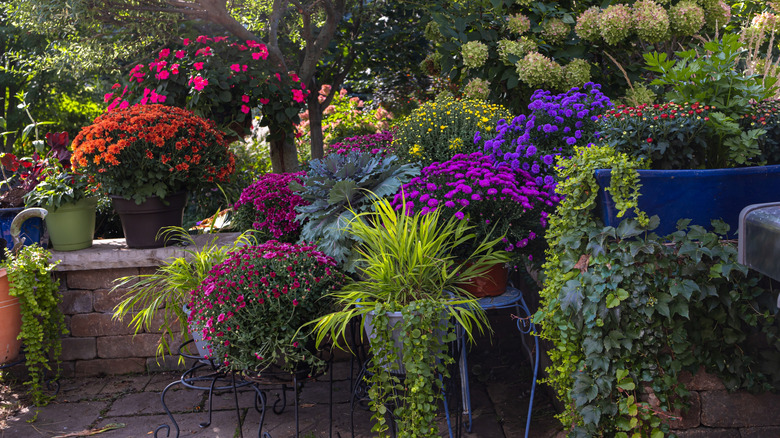 Purple mums grow in pots next to other species with green foliage