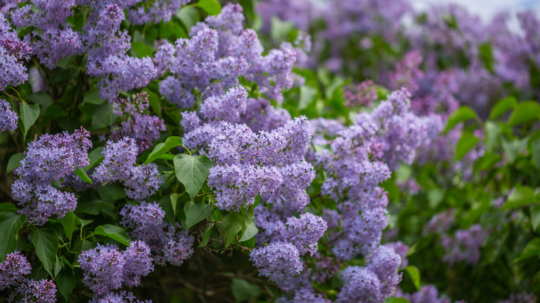 Lilac bushes bloom in a garden.