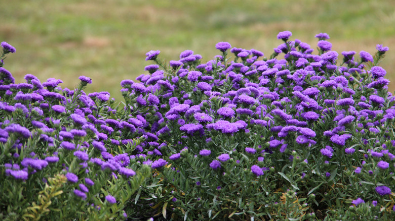 Purple mums grow in a garden.