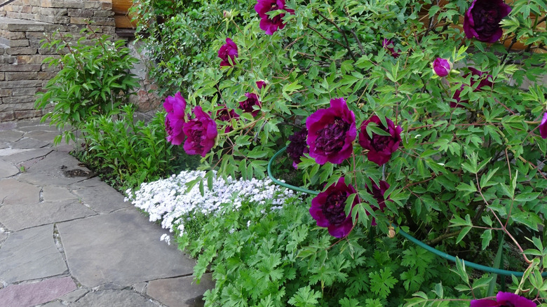 Purple peonies grow in a garden.