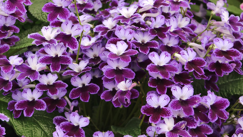 Purple primroses grow in a garden.