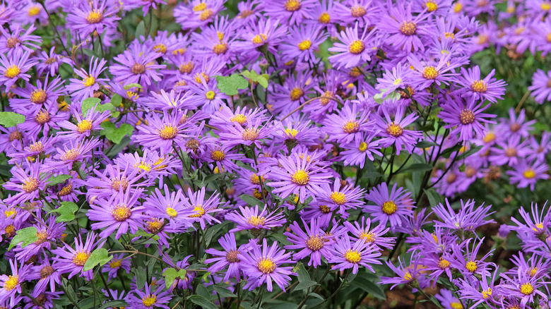 A cluster of purple asters grow outdoors.