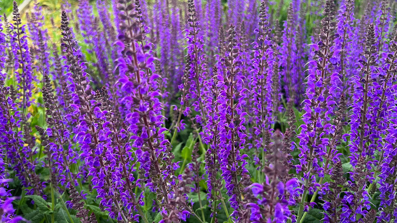 Purple salvia grow in a garden.