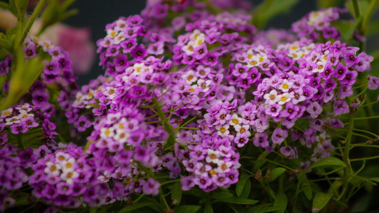 Purple sweet alyssum grows in a garden.