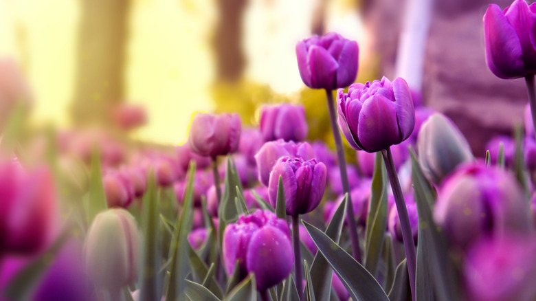Purple tulips grow in a garden.