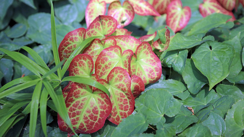 Barrenwort leaves turning red