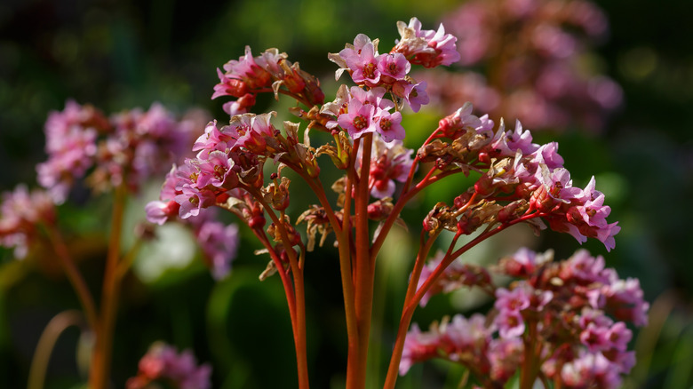 Close up view of Bergenia blooms