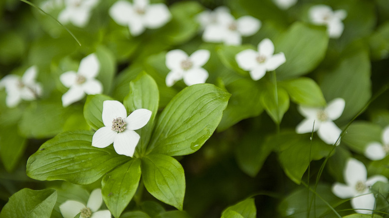 Close up of white flowers on bunchberry