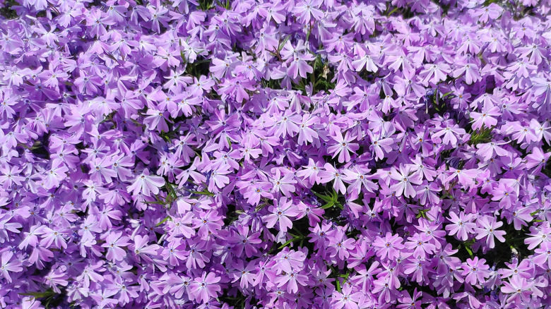 Close up of purple creeping phlox flowers