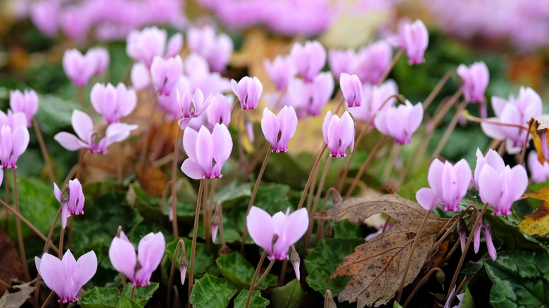 Light pink blossoms from hardy cyclamen