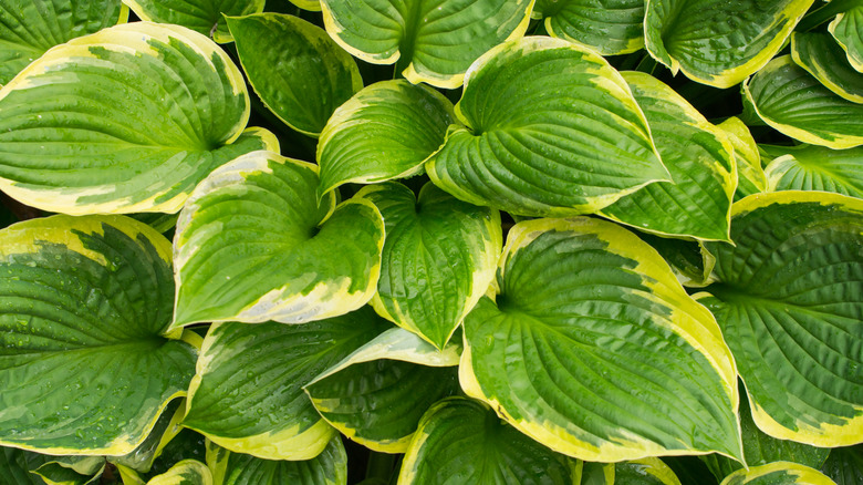 Hosta leaves with yellow margins