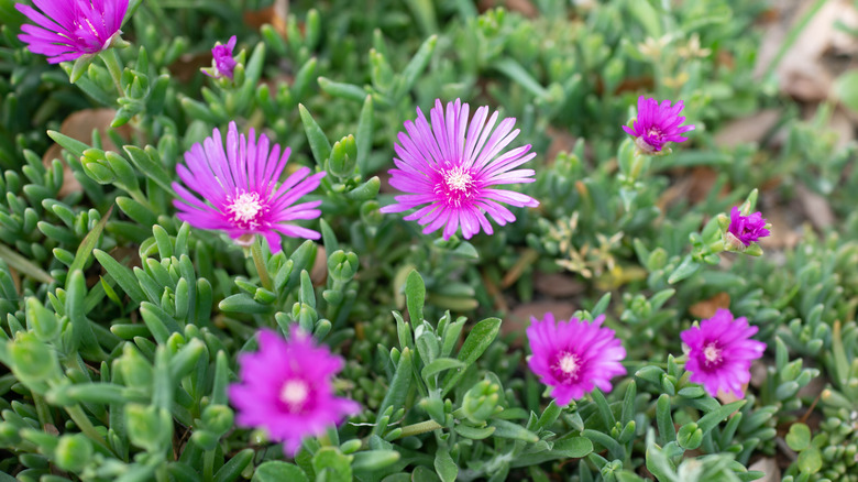 Bright pink trailing ice plant flowers