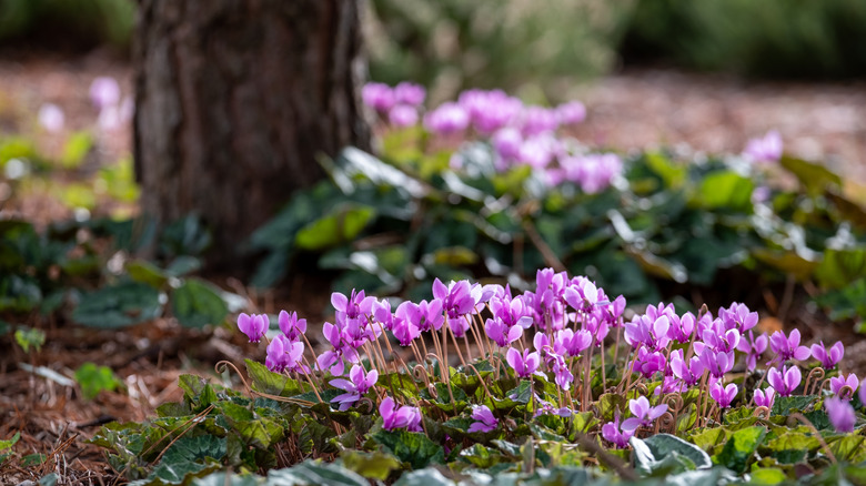 Purple flowering groundcovers growing under trees